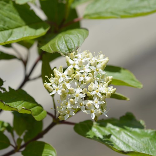 Dereń biały Sibirica - sadzonka 1 szt.