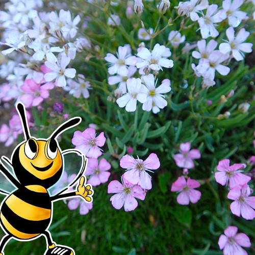 Gipsówka rozesłana mix 0,3 g