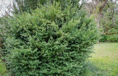 Cis pośredni Densiformis - sadzonka 1 szt.