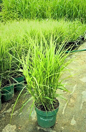 Turzyca muskegońska - Carex muskingumensis - sadzonka 1 szt