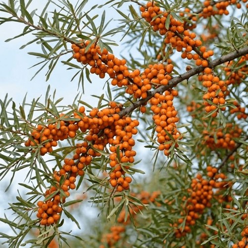 Rokitnik Zwyczajny Friesdorfer Orange - sadzonka 1 szt.