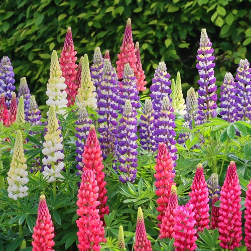 Łubin trwały mieszanka 2 g