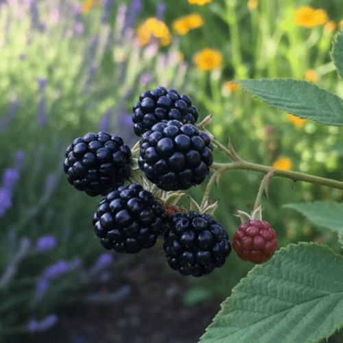 Jeżyna bezkolcowa Thornfree sadzonka 1 szt.