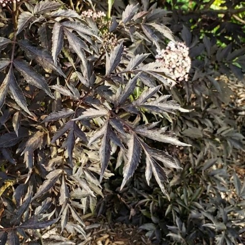 Bez czarny Black Tower sadzonka 1 szt.