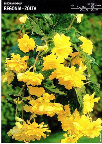 Begonia bulwiasta zwisająca - żółta 3 szt.