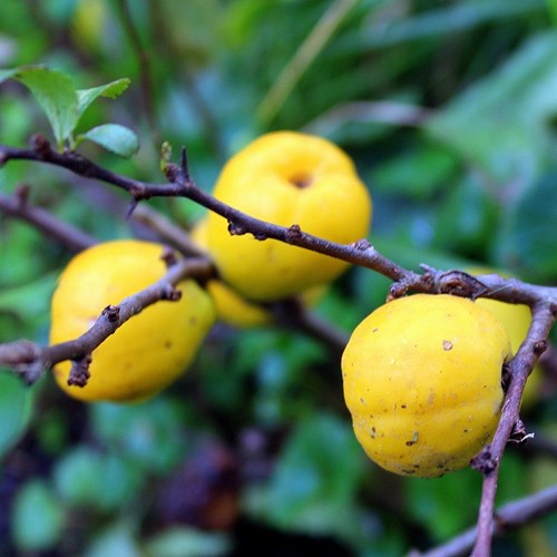 Pigwowiec japoński - Chaenomeles Japonica - sadzonka 1 szt.