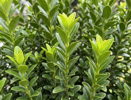Trzmielina Japońska Green Spire sadzonka 1 szt.