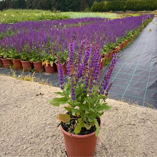 Szałwia omszona Caradonna – sadzonka 1 szt.