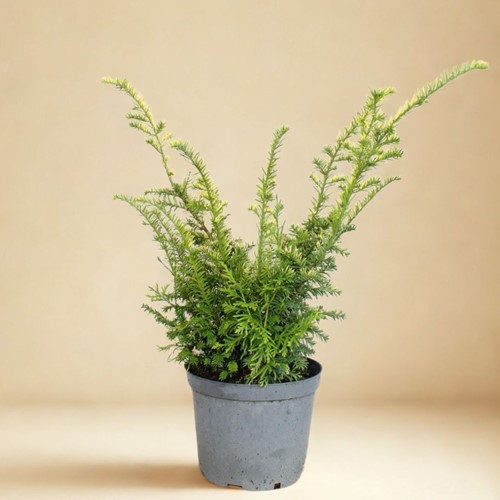 Cis pospolity Elegantissima - sadzonka 1 szt.