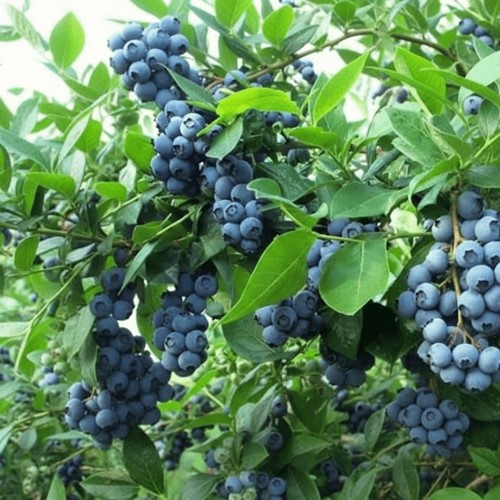 Borówka amerykańska Bluecrop sadzonka 1 szt.