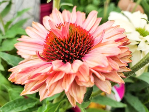 Jeżówka purpurowa Fresco Apricot  - sadzonka 1 szt.