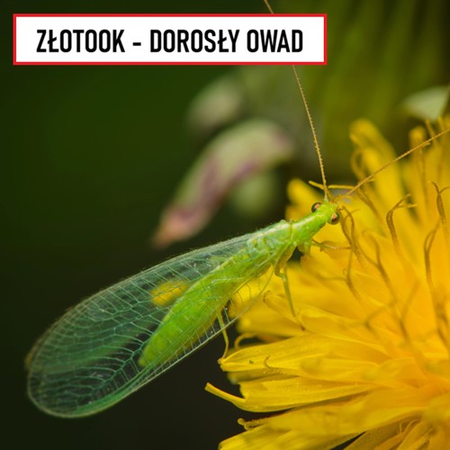 Złotooki Bohater - larwy na mszyce - 600 szt. Vegano