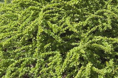 Berberys Thunberga Green Carpet