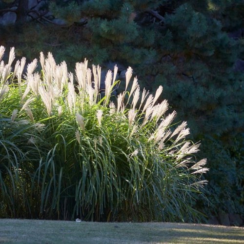 Miskant chiński Memory - sadzonka 1 szt.