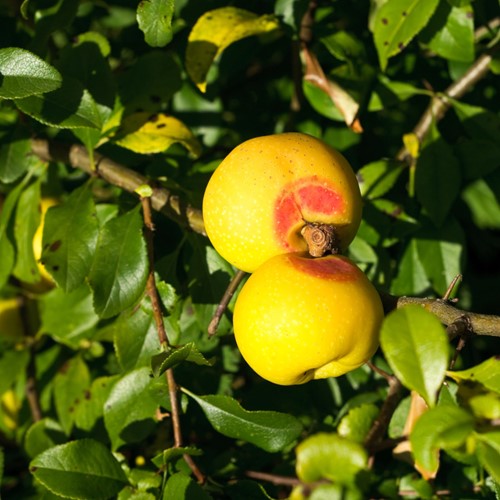 Pigwowiec japoński - Chaenomeles Japonica - sadzonka 1 szt.