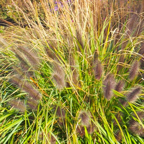 Rozplenica japońska Black Beauty – sadzonka 1 szt.