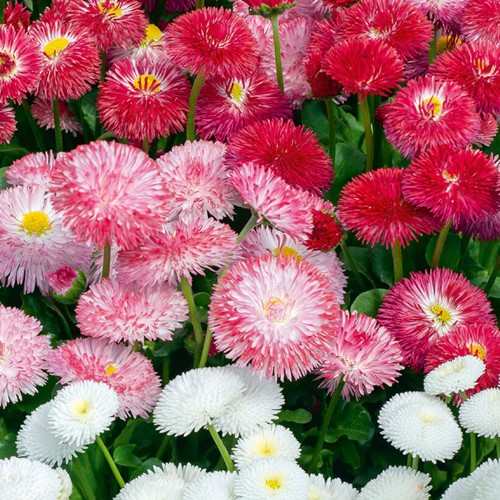 Stokrotka pospolita - mieszanka odmian - nasiona