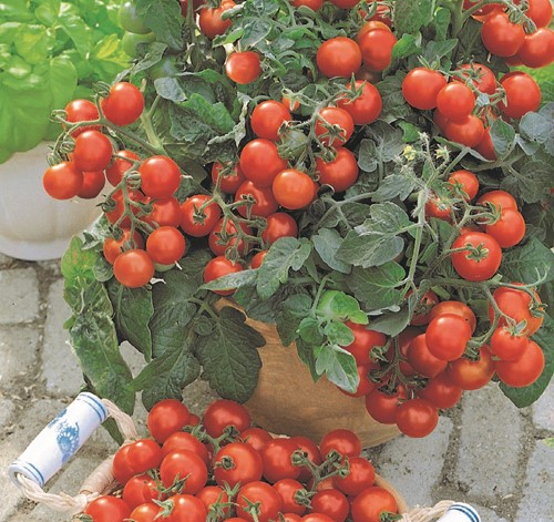 Pomidor Cherry Vilma