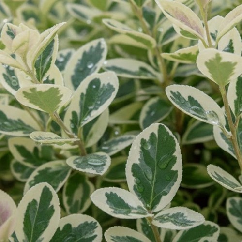 Trzmielina Fortune'a Emerald Gaiety sadzonka 1 szt.