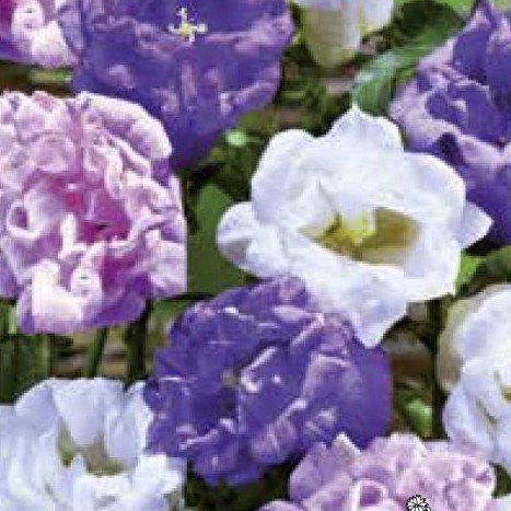 Dzwonek ogrodowy pełny mix 0,1 g