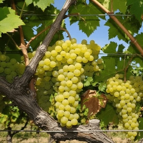 Winorośl Solaris sadzonka 1 szt.