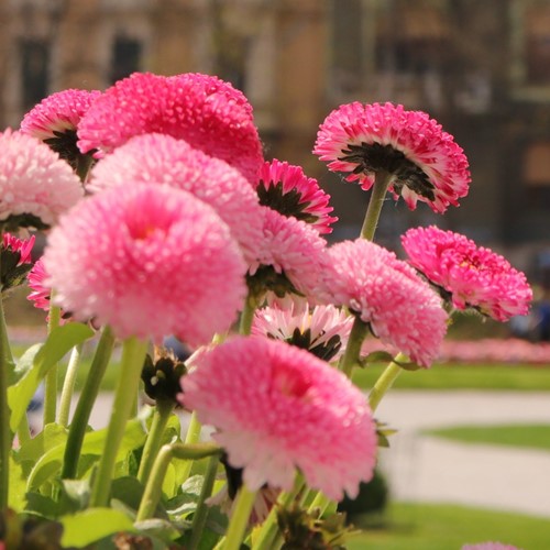 Stokrotka pospolita wielkokwiatowa mix 0,1 g