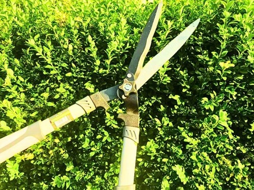 Nożyce do żywopłotu ręczne 21 cm Green Star