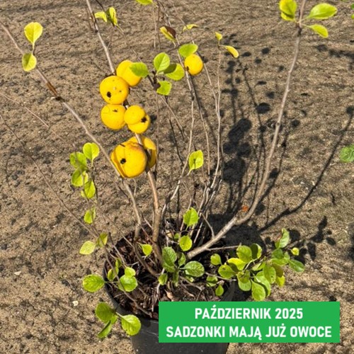 Pigwowiec japoński - Chaenomeles Japonica - sadzonka 1 szt.