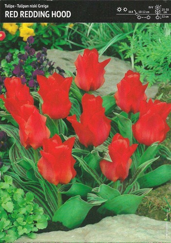 Tulipan Red Riding Hood - 7 szt.