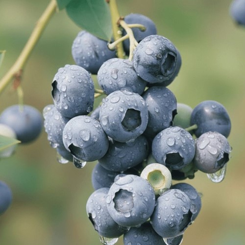 Borówka amerykańska Duke sadzonka 1 szt.