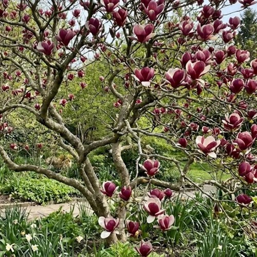 Magnolia Lennei sadzonka 1 szt.