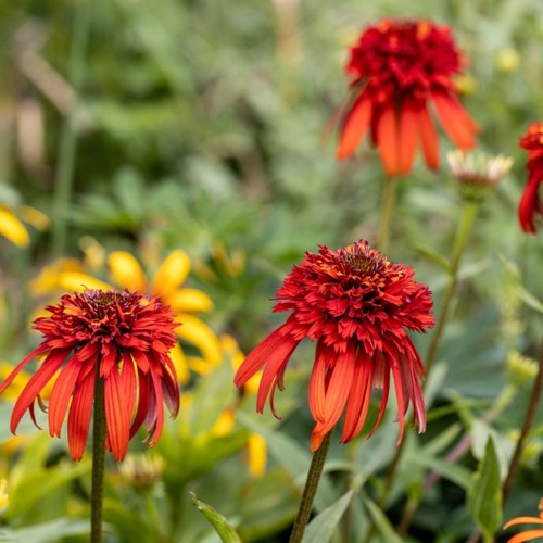 Jeżówka purpurowa Hot Papaya - sadzonka 1 szt.