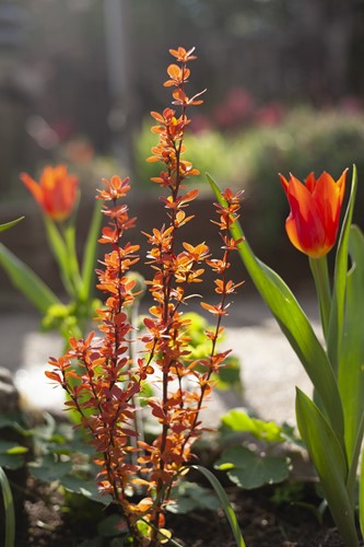 Berberys Thunberga Orange Ice