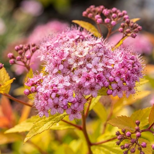 Tawuła japońska Magic Carpet sadzonka 1 szt.