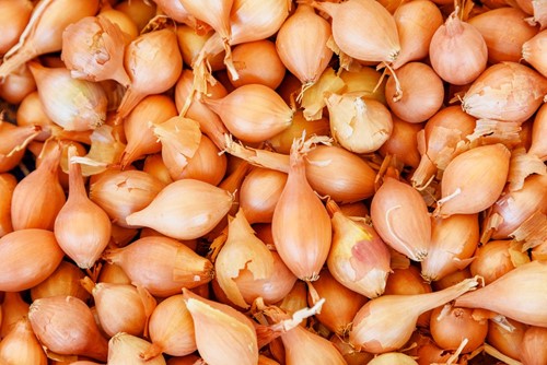 Cebula dymka zimująca Senshyu Yellow 500 g