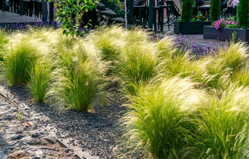 Ostnica mocna Pony Tails - sadzonka 1 szt.