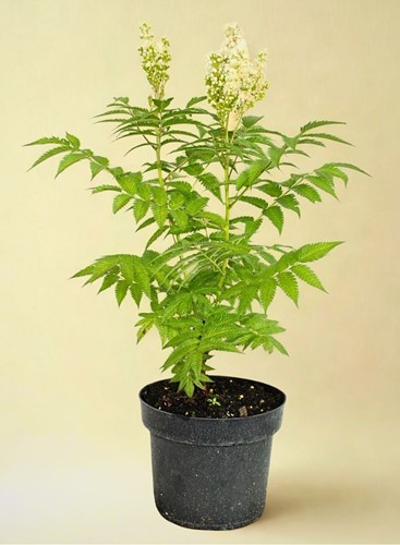 Tawlina jarzębolistna Sem – sadzonka 1 szt.