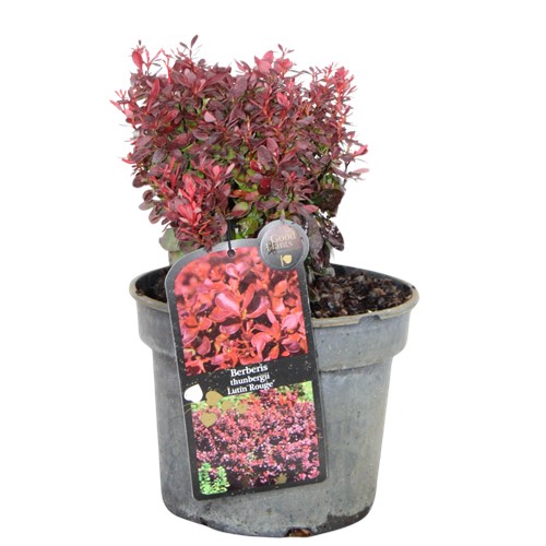 Berberys Thunberga Lutin Rouge