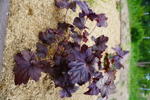 Ściółka ogrodowa ze słomy Plantimax Uniwersal 33 l