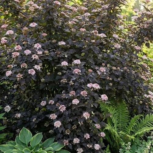 Pęcherznica kalinolistna Diabolo sadzonka 1 szt.