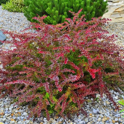 Berberys Thunberga Golden Ring