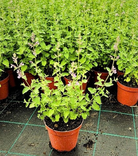 Kocimiętka Fassena 'Six Hills Giant' – sadzonka 1 szt.