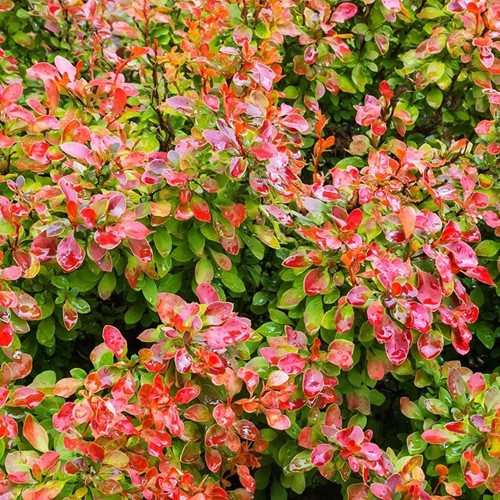Berberys Thunberga Florence