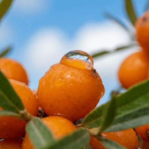 Rokitnik Zwyczajny Friesdorfer Orange - sadzonka 1 szt.