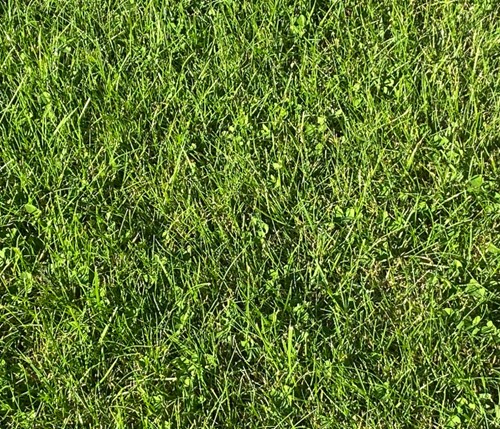 Mikro koniczyna nasiona 3 kg Vegano