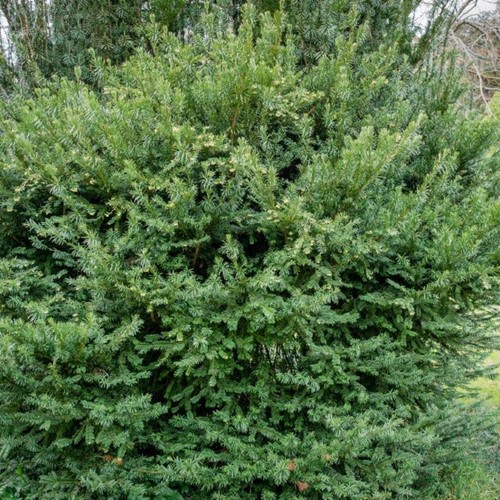 Cis pośredni Densiformis - sadzonka 1 szt.