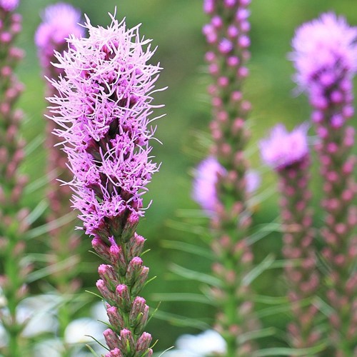 Liatra kłosowa różowo-fioletowa 0,2 g