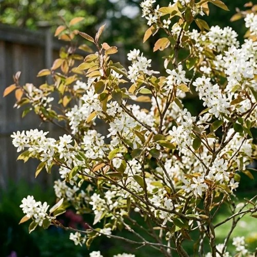 Świdośliwa Lamarcka sadzonka 1 szt.