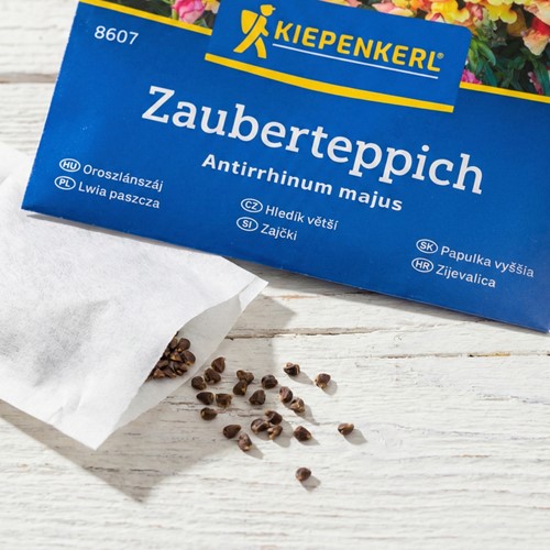 Lwia paszcza karłowa mieszanka