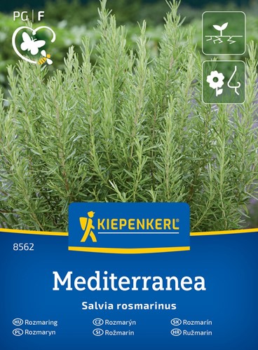 Rozmaryn lekarski wieloletni Mediterranea - nasiona